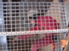 DSC04453.JPG
